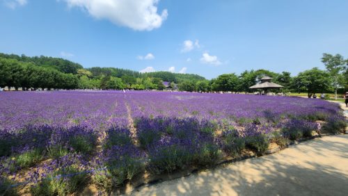 ビシッとラベンダー