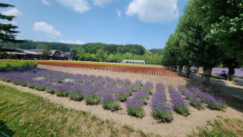 カラフルは花もあります