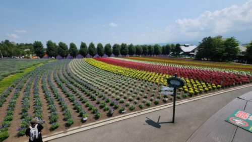 整然と植えられてます