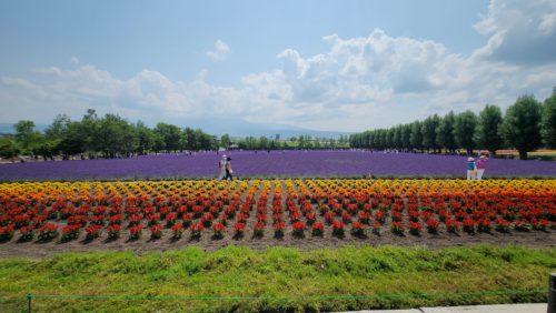 カラーリングが虹っぽいですね