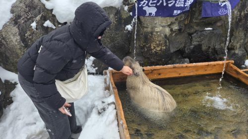 触りたいほうだい