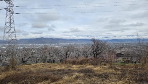 桜か桃か・・・