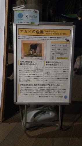 オカピーのパネル