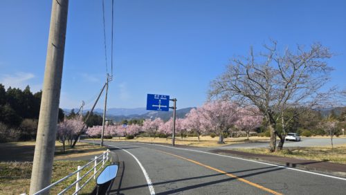 道沿いの桜並木